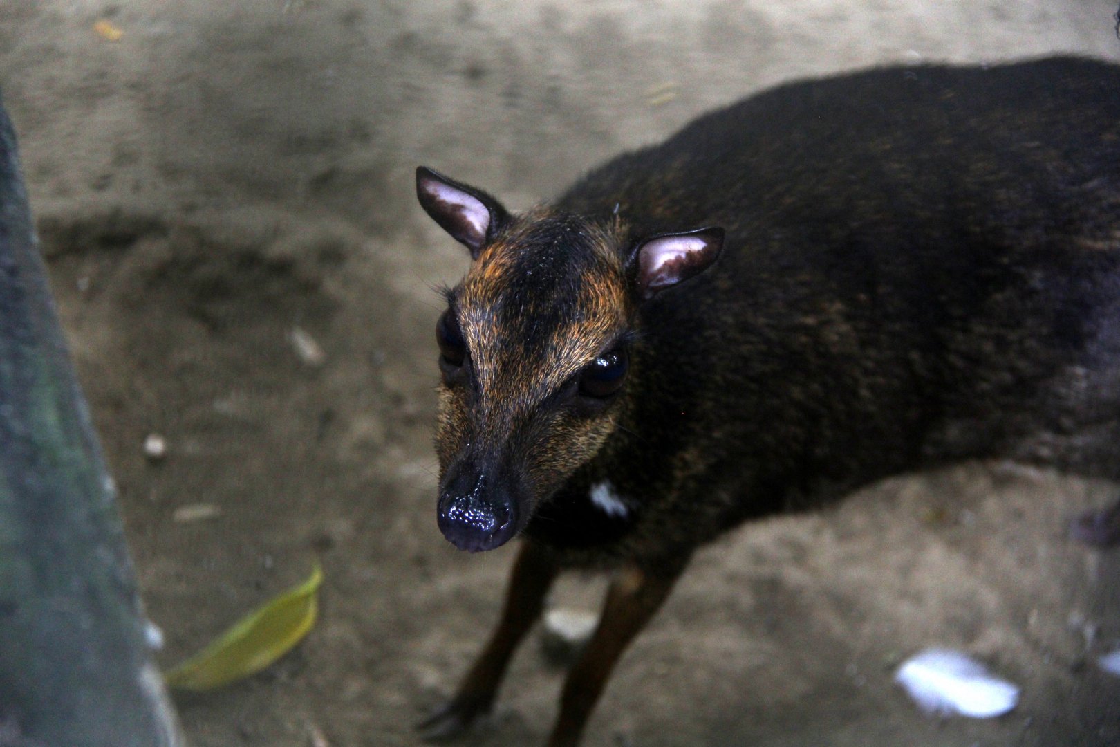 Philippine mouse-deer or Balabac chevrotain (Tragulus nigricans)