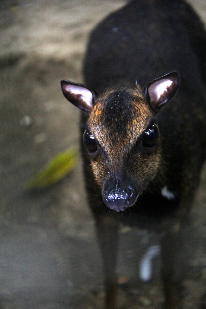 Philippine mouse-deer or Balabac chevrotain (Tragulus nigricans)