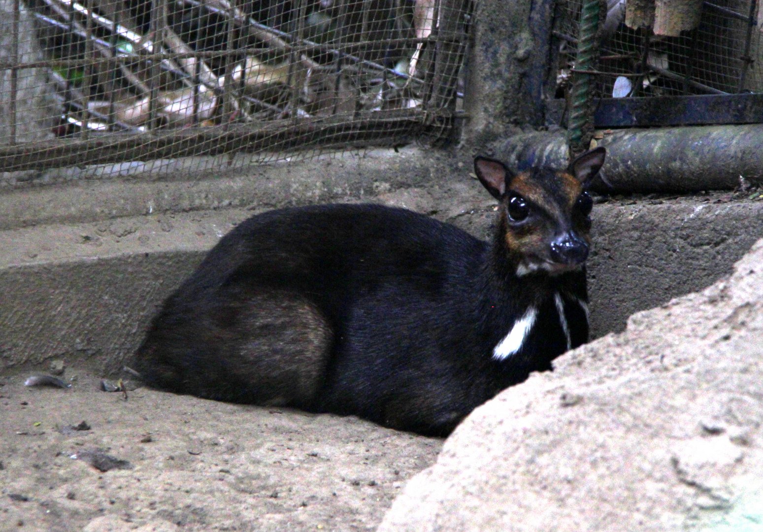 Philippine mouse-deer or Balabac chevrotain (Tragulus nigricans)