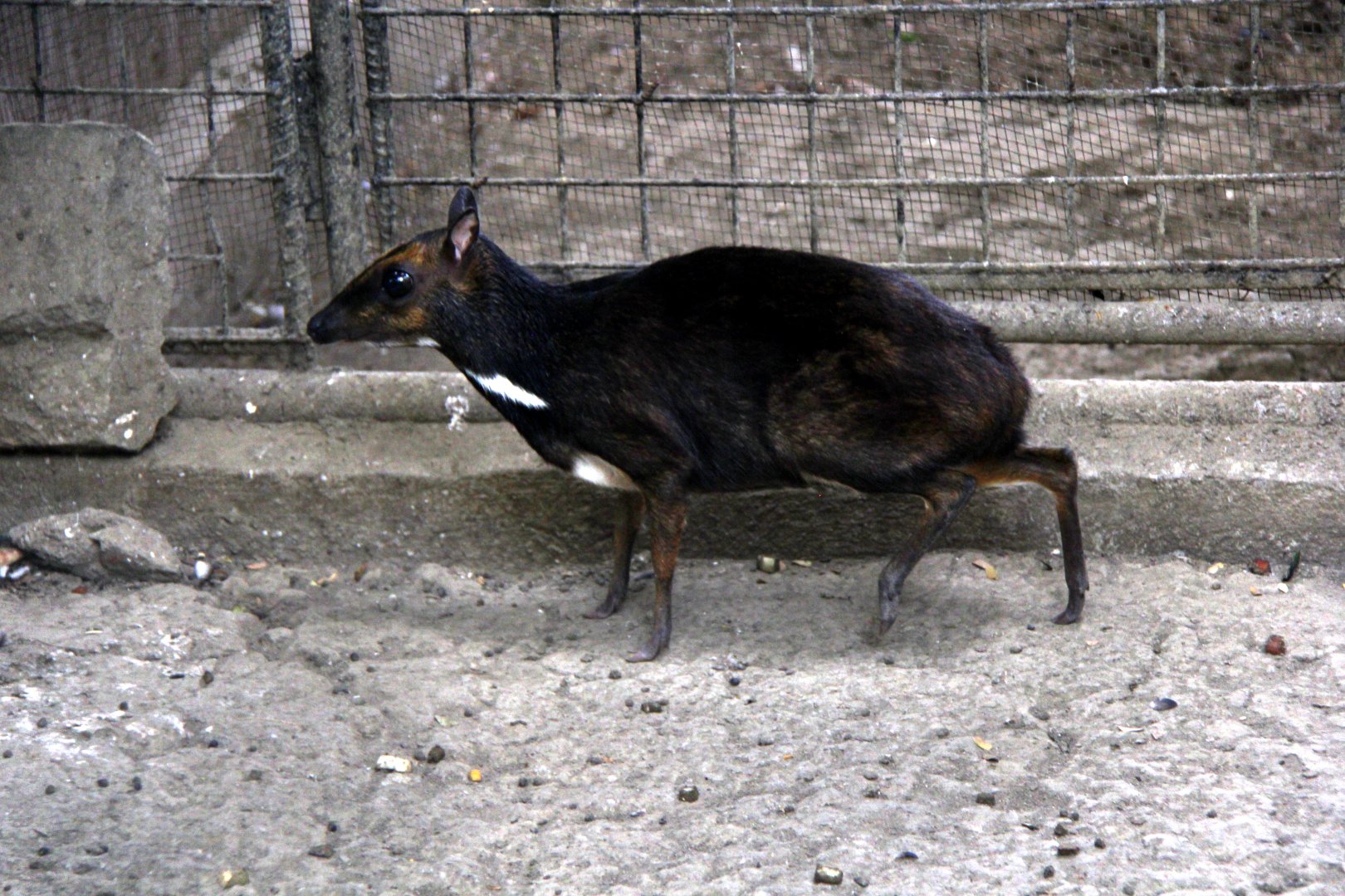 Philippine mouse-deer or Balabac chevrotain (Tragulus nigricans)