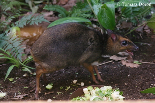 Philippine Mouse-deer (Tragulus nigricans)