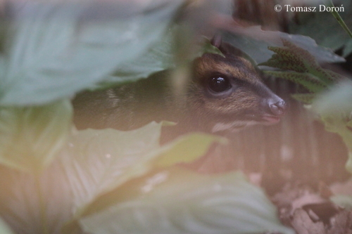 Philippine Mouse-deer (Tragulus nigricans)