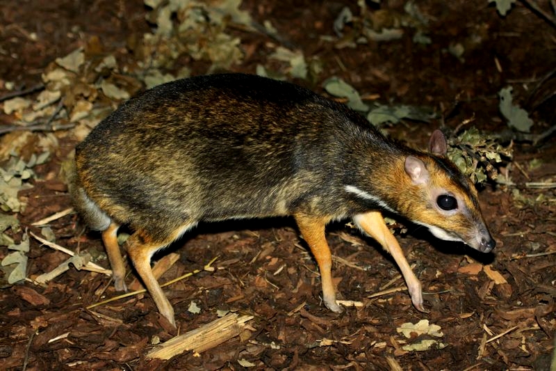 Philippine Mouse-deer