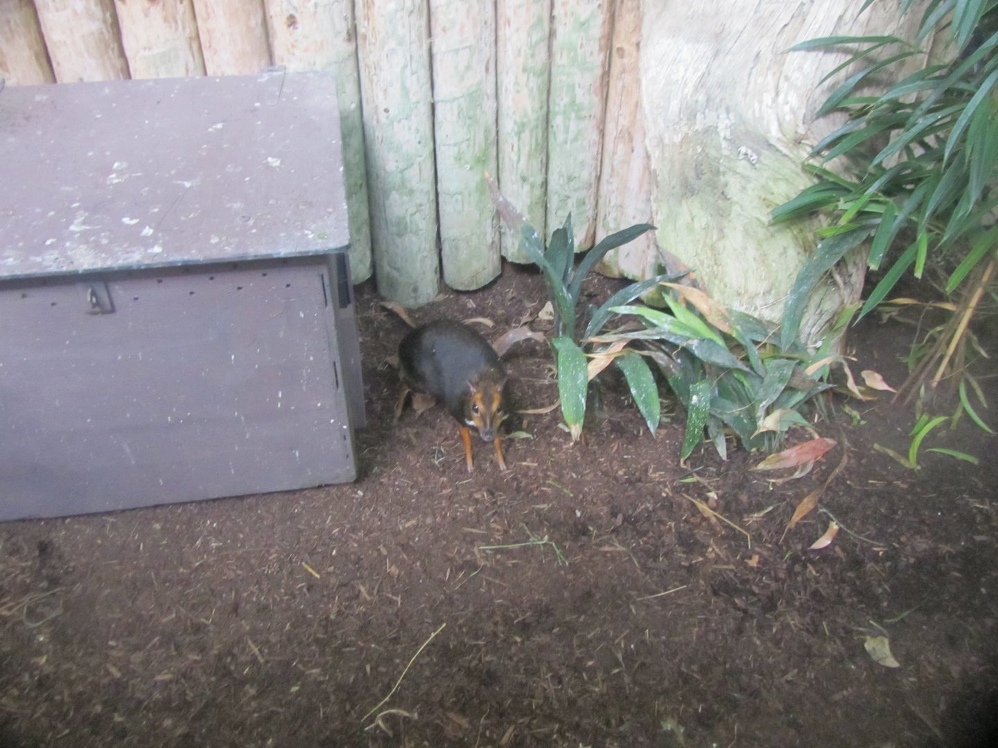 Philippine Mouse Deer