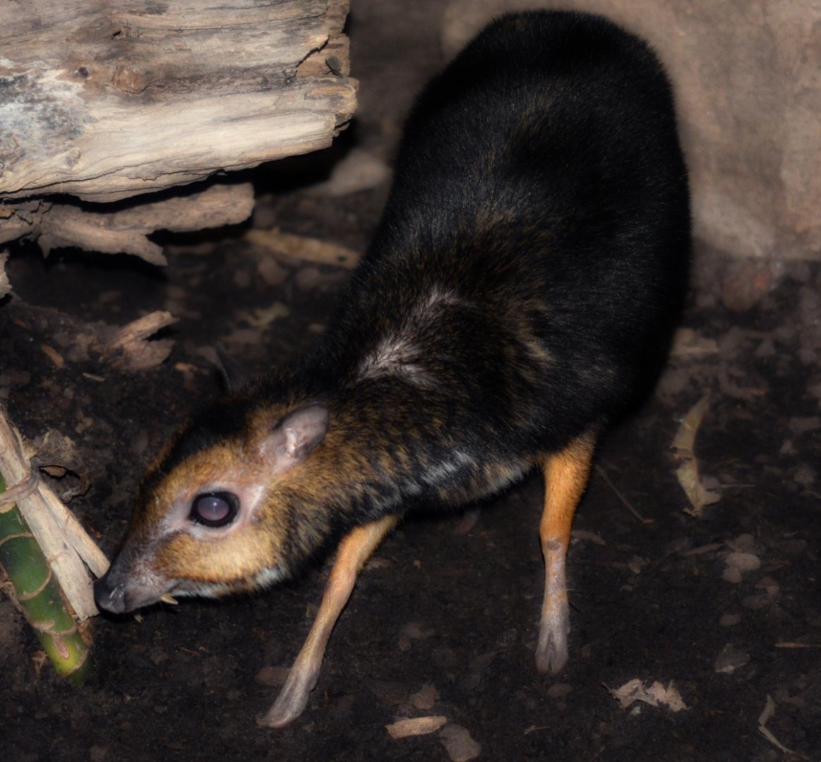 Philippine Mouse Deer