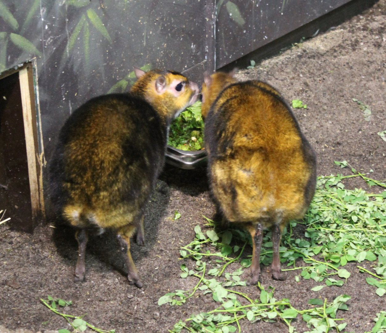 Philippine mouse deers