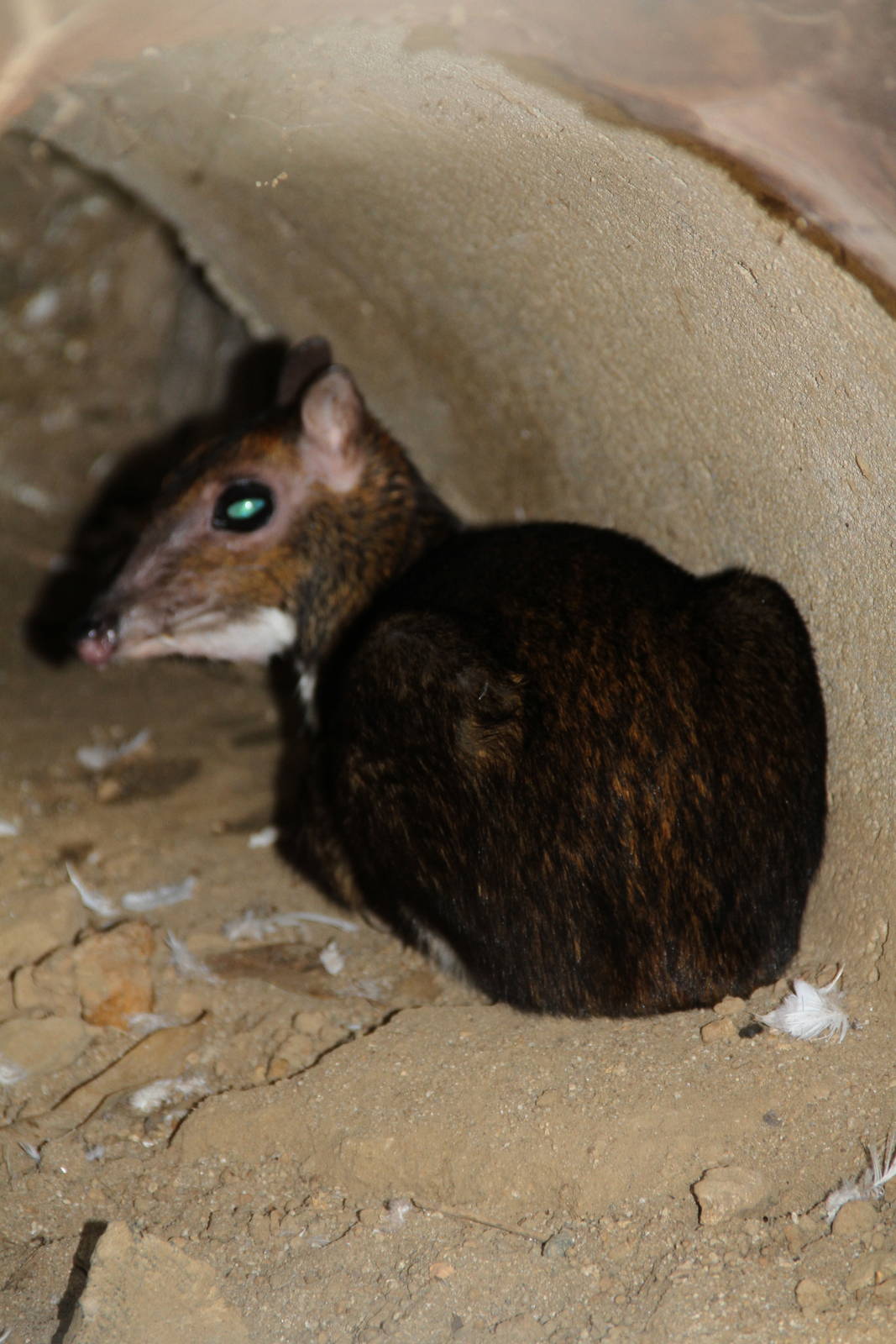 Philippine or Balabac Mouse Deer (Tragulus nigricans)