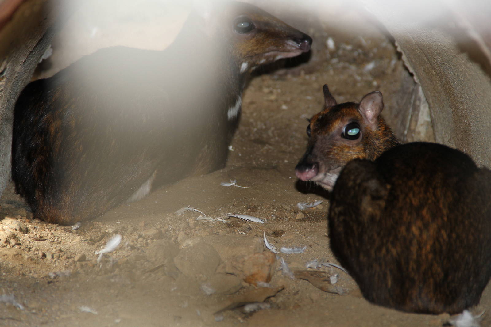 Philippine or Balabac Mouse Deer (Tragulus nigricans)