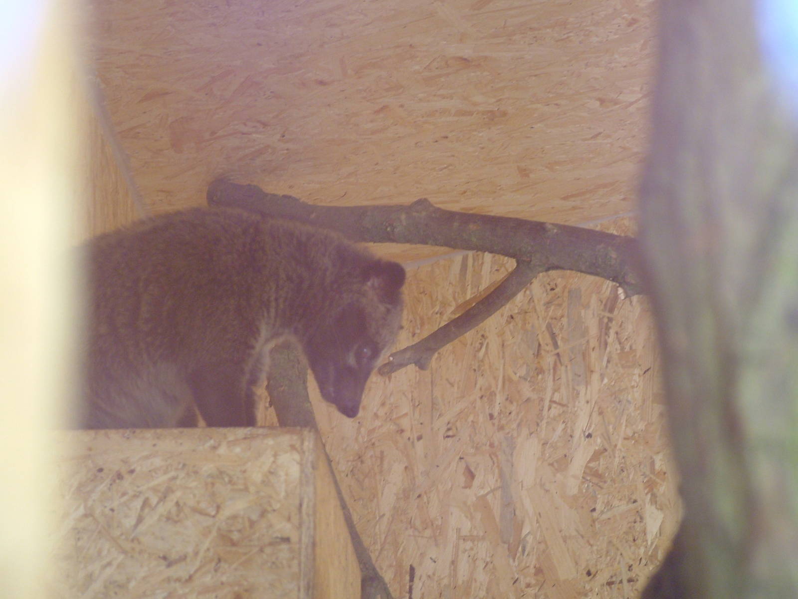 Philippine Palm Civet at Plzen, 25/05/10