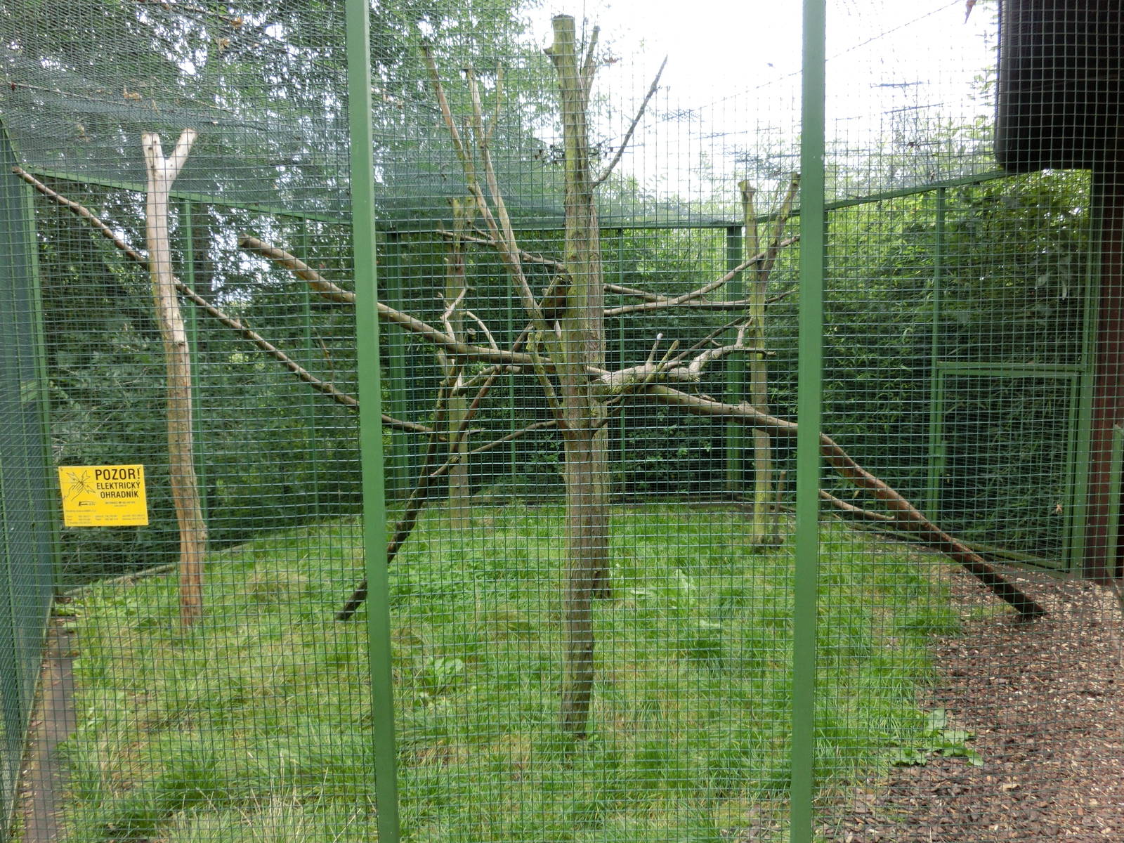 philippine palm civet - exhibit- Zoo Plzen
