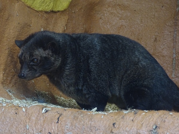 Philippine Palm civet (Paradoxurus hermaphroditus philippinensis) (07/22)