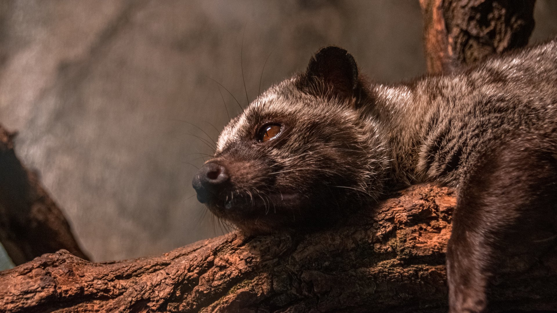 Philippine Palm civet (Paradoxurus hermaphroditus philippinensis)