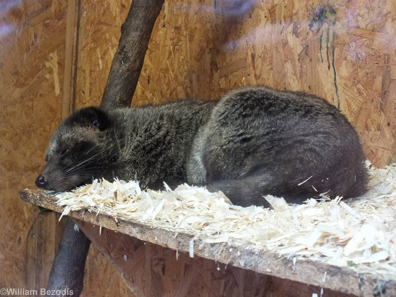 Philippine Palm Civet