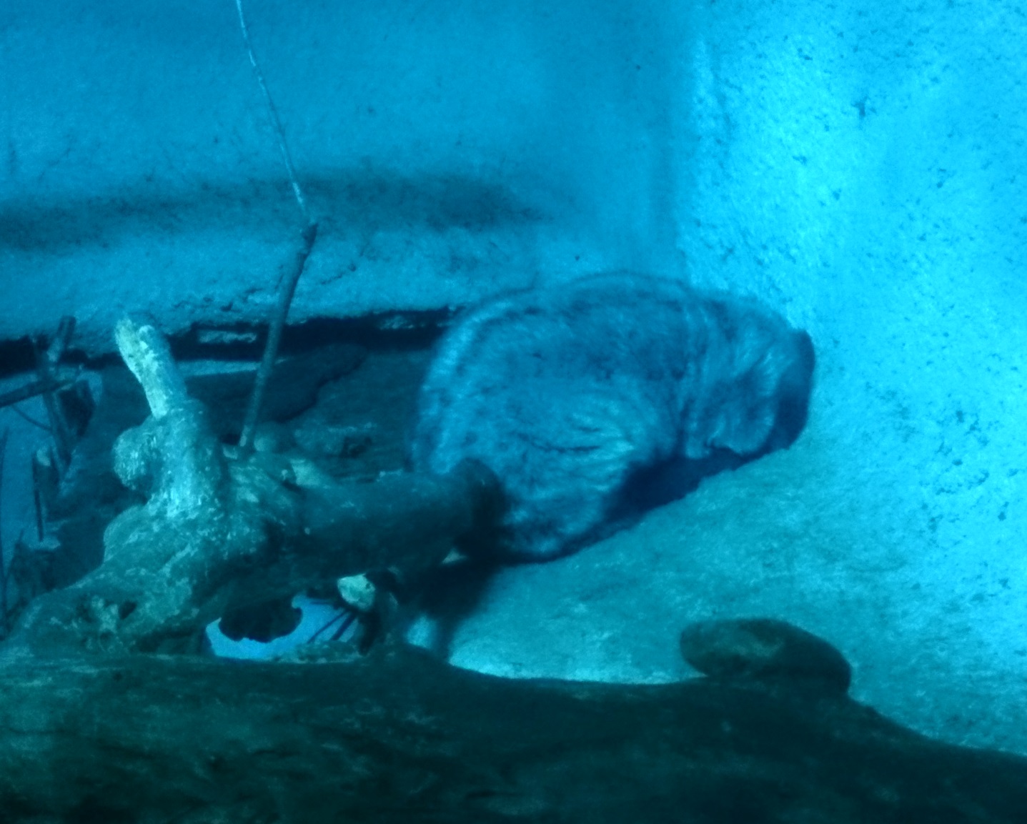 Philippine palm civet