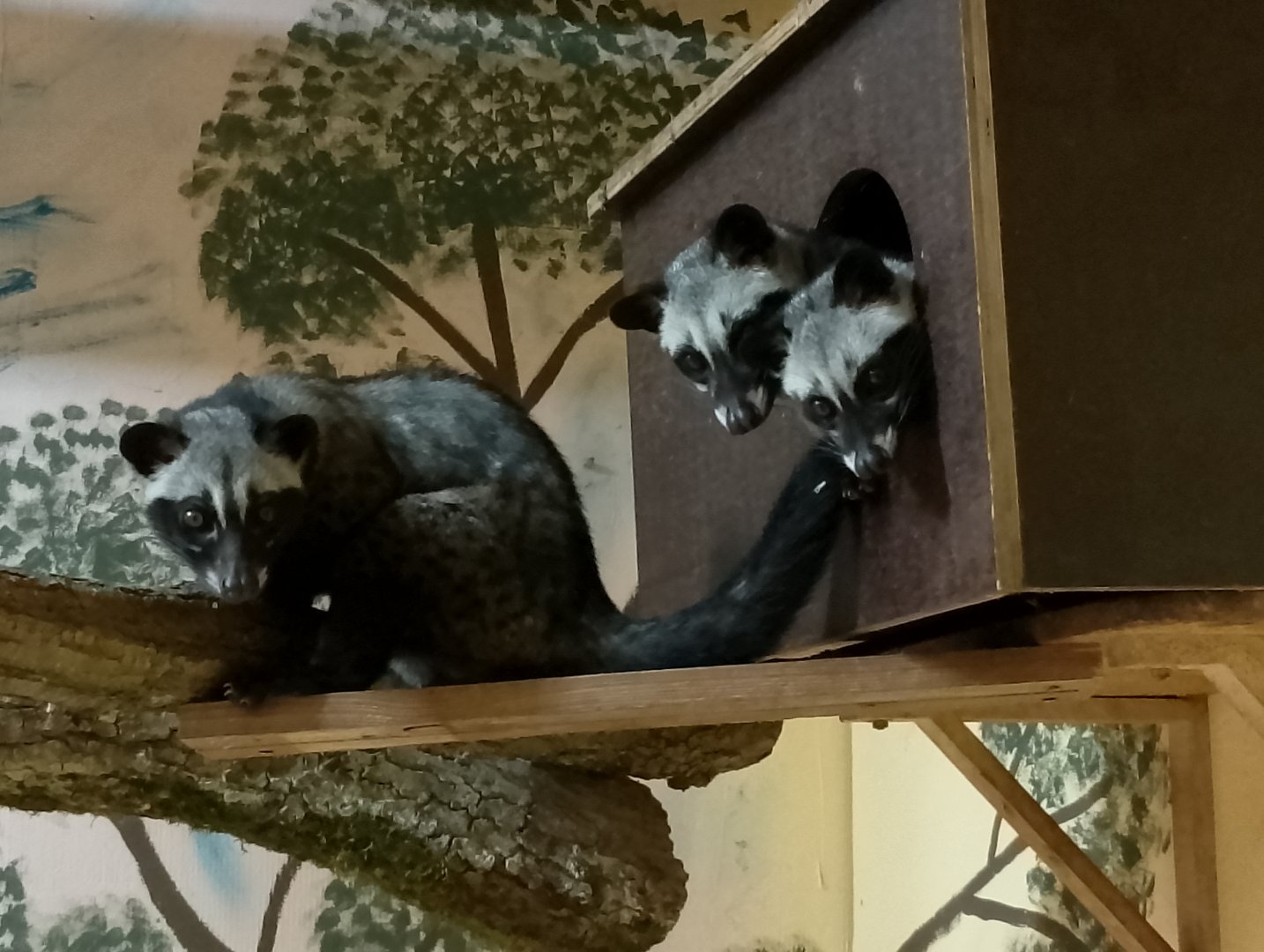 Philippine Palm civet