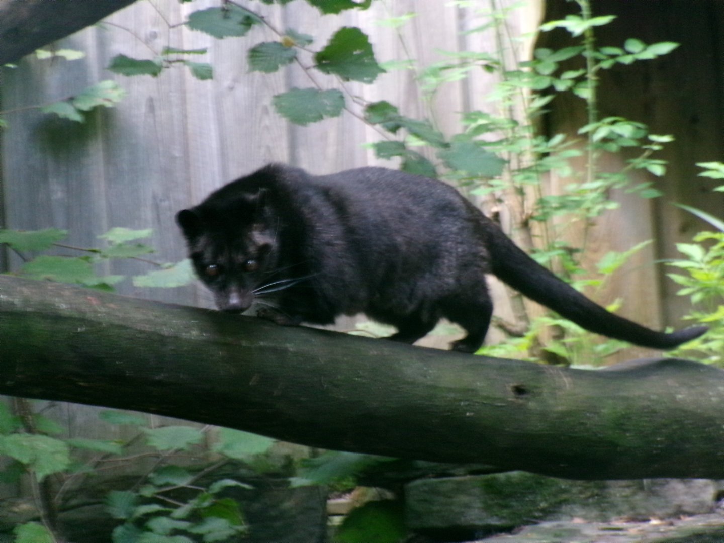 Philippine Palm civet