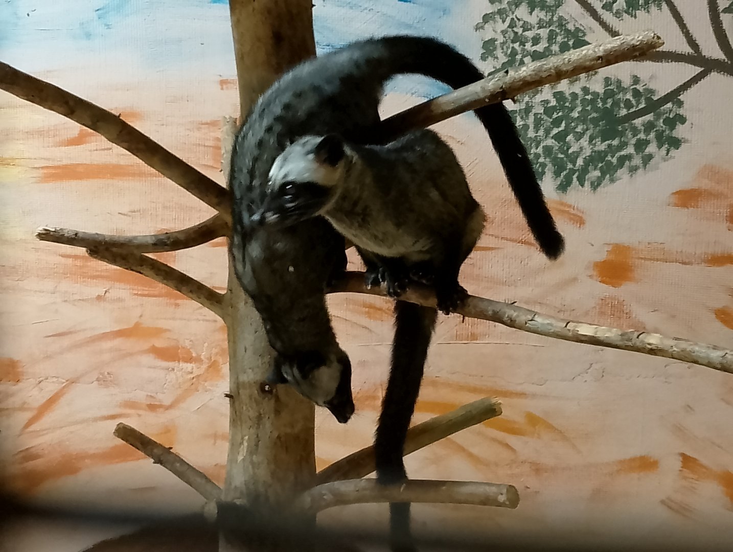 Philippine palm civets