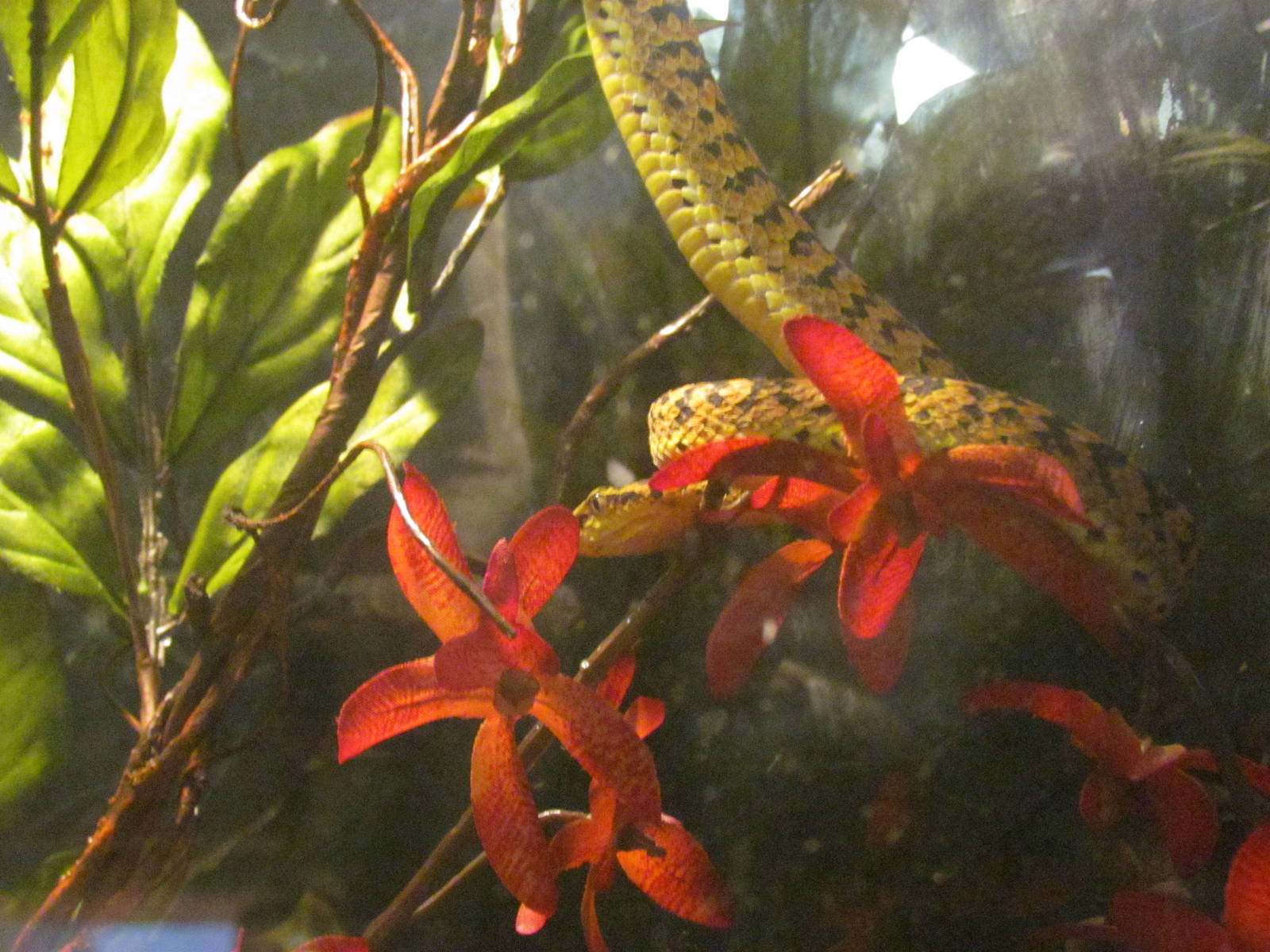 Philippine Palm Pit Viper