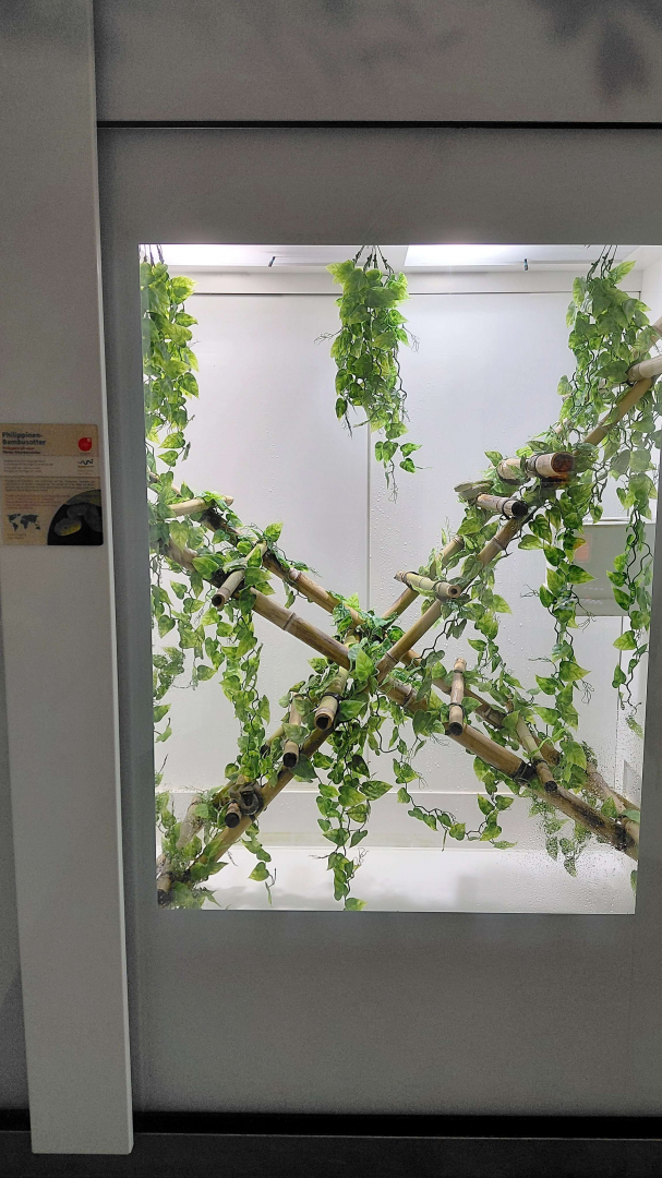 Philippine pit viper exhibit