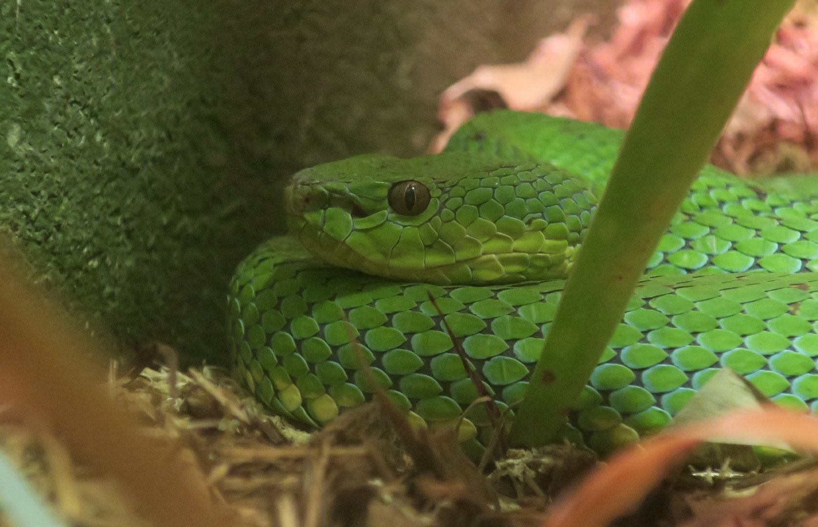 Philippine Pit Viper (Trimeresurus flavomaculatus)