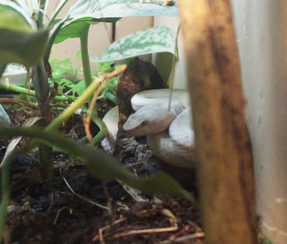 Philippine pit viper (white morph)
