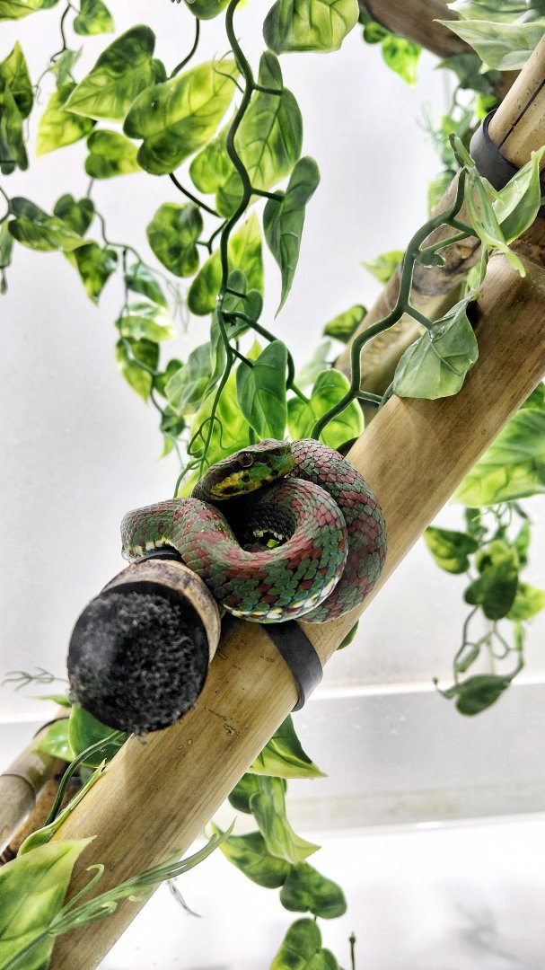 Philippine pit viper