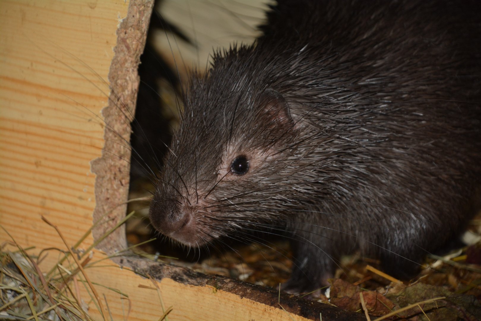 Philippine porcupine (Hystrix pumila)