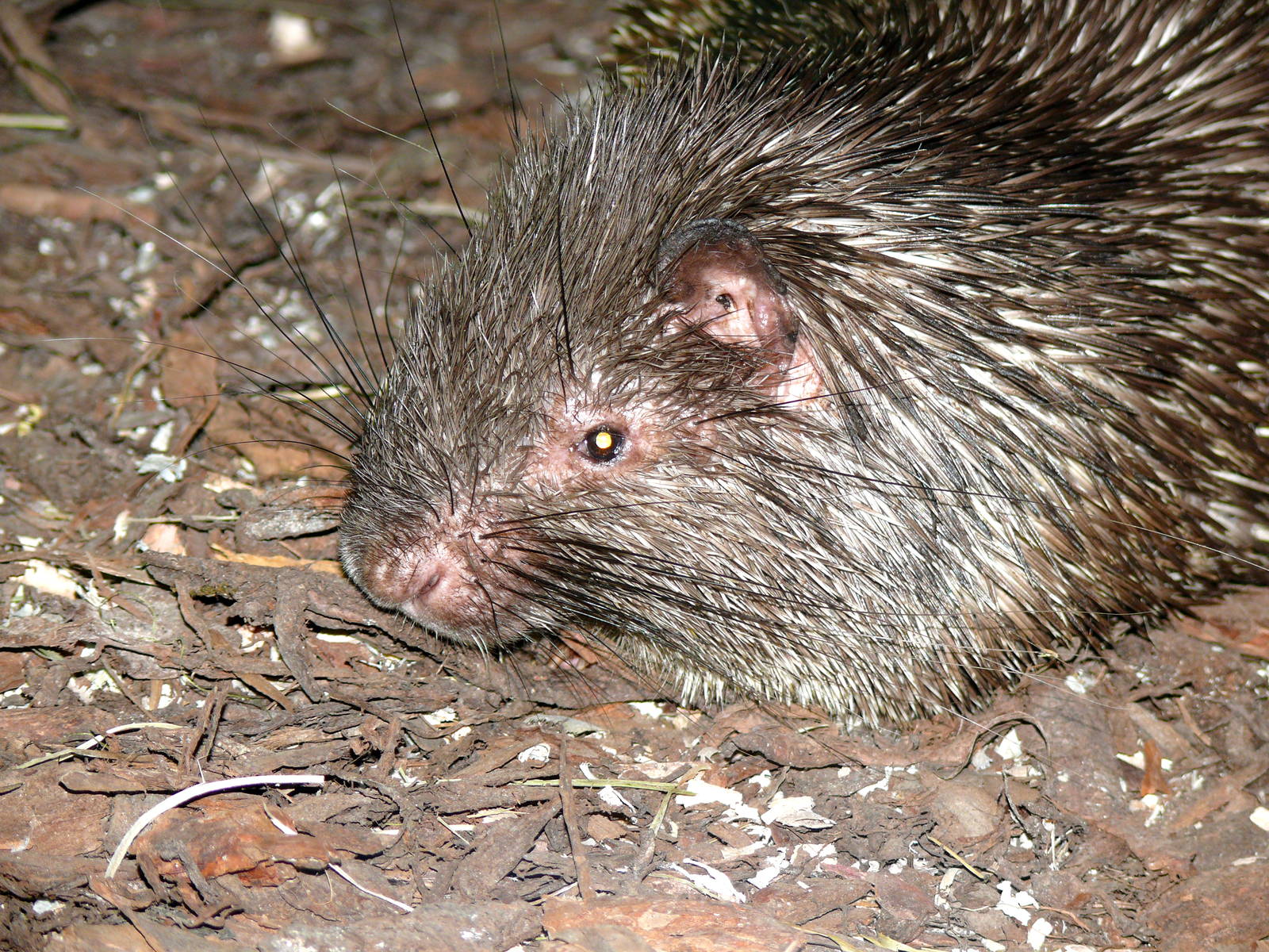 Philippine porcupine