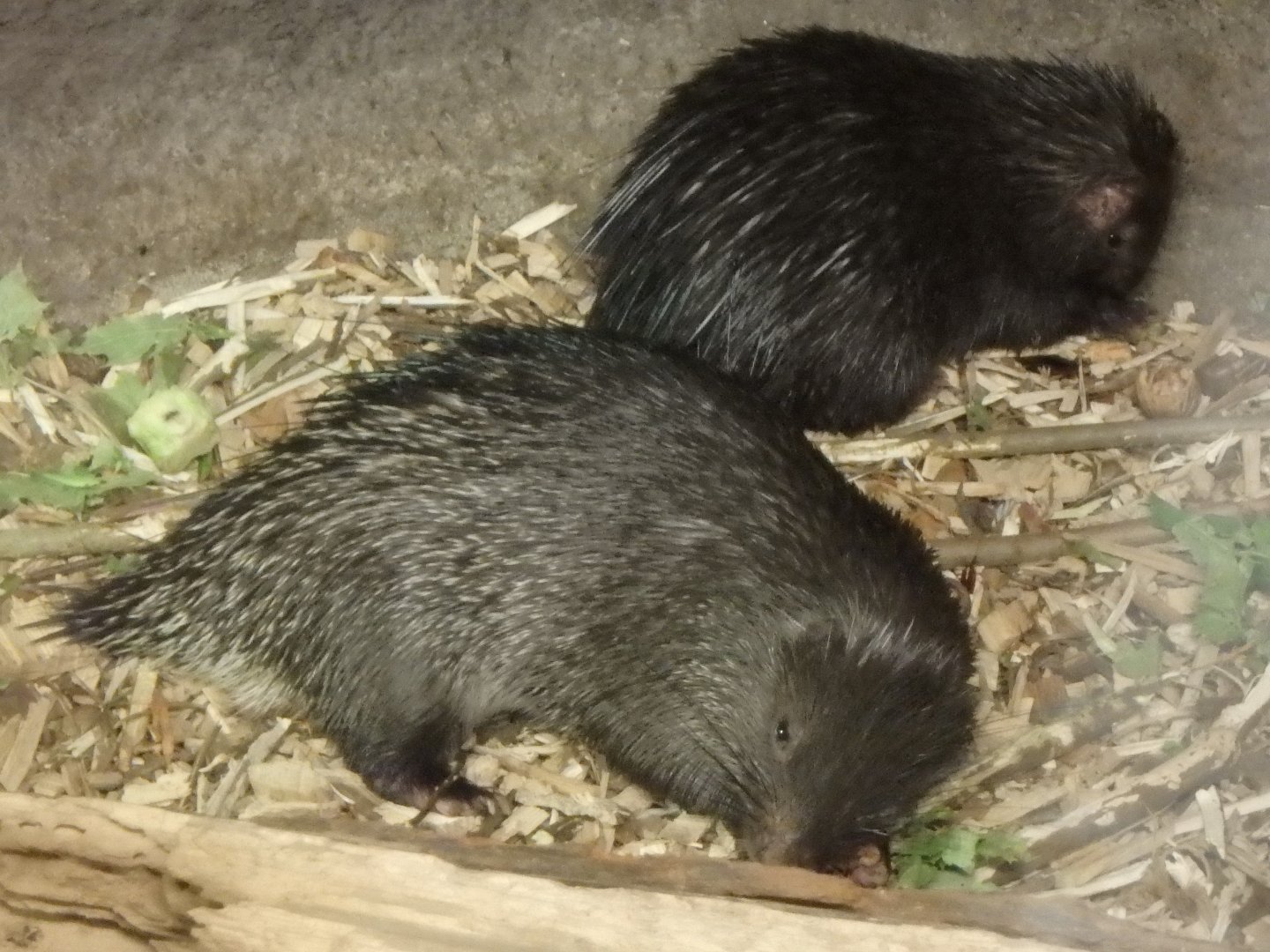 Philippine porcupine