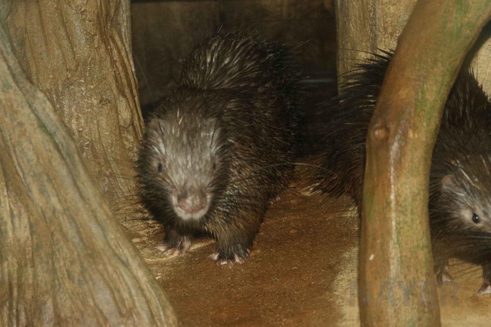 Philippine porcupines, July 2016