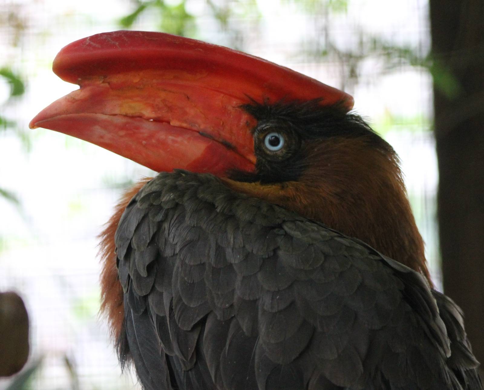 Philippine rufous hornbill