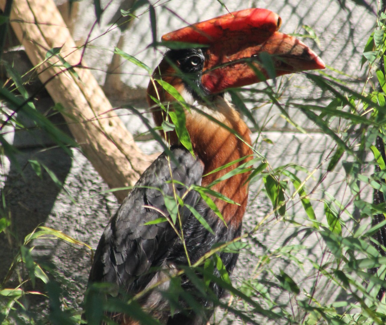 Philippine rufous hornbill