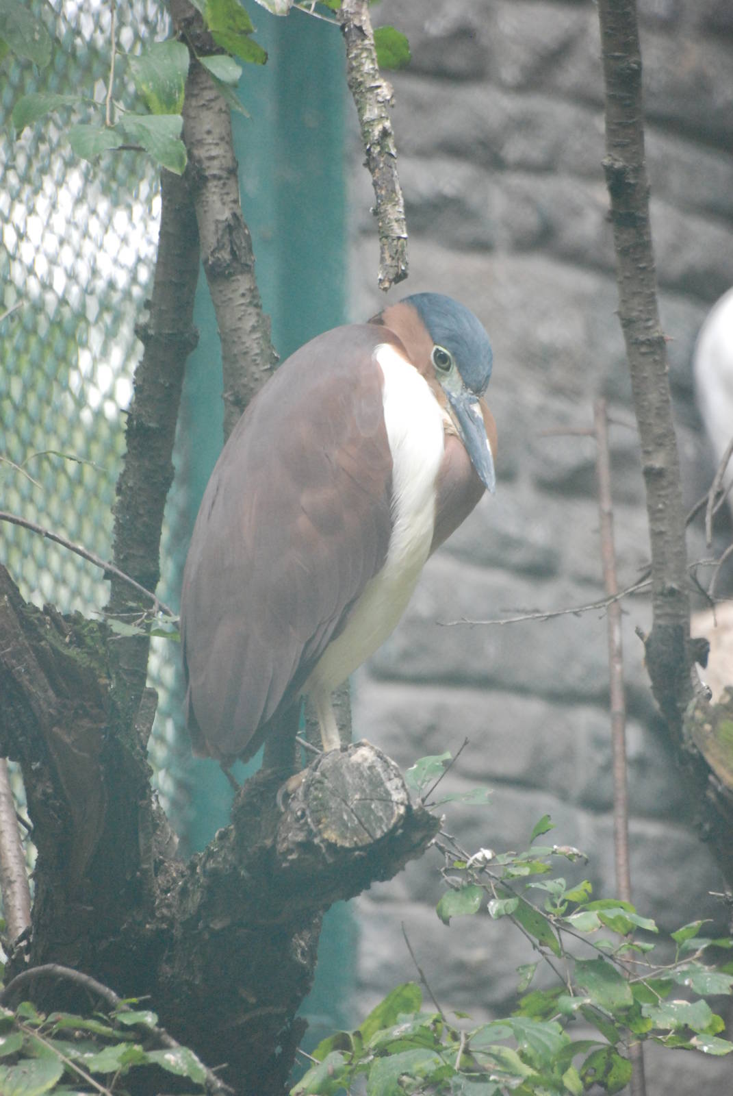 Philippine Rufous Night Heron at Tierpark Berlin, 01/09/11