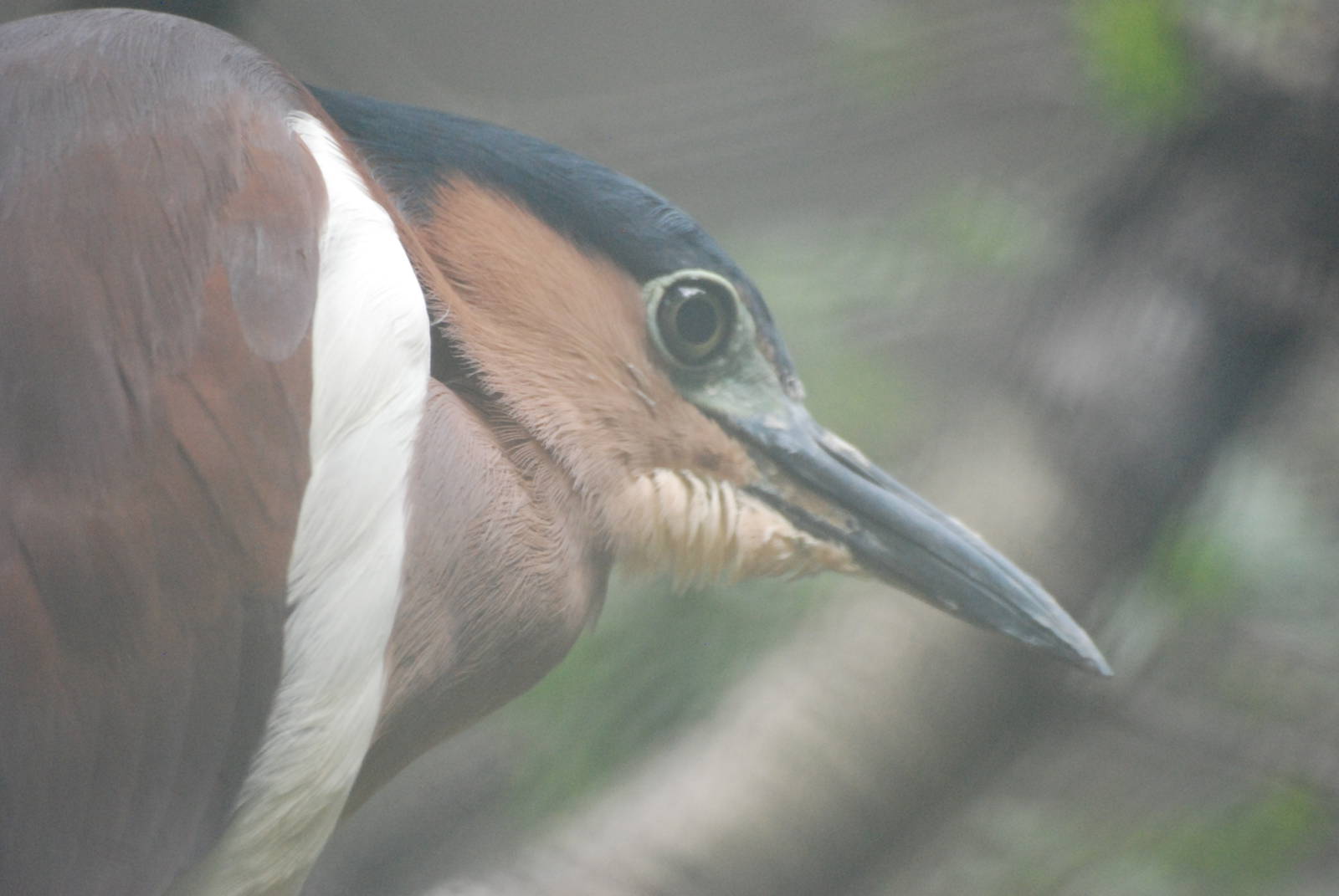 Philippine Rufous Night Heron at Tierpark Berlin, 01/09/11
