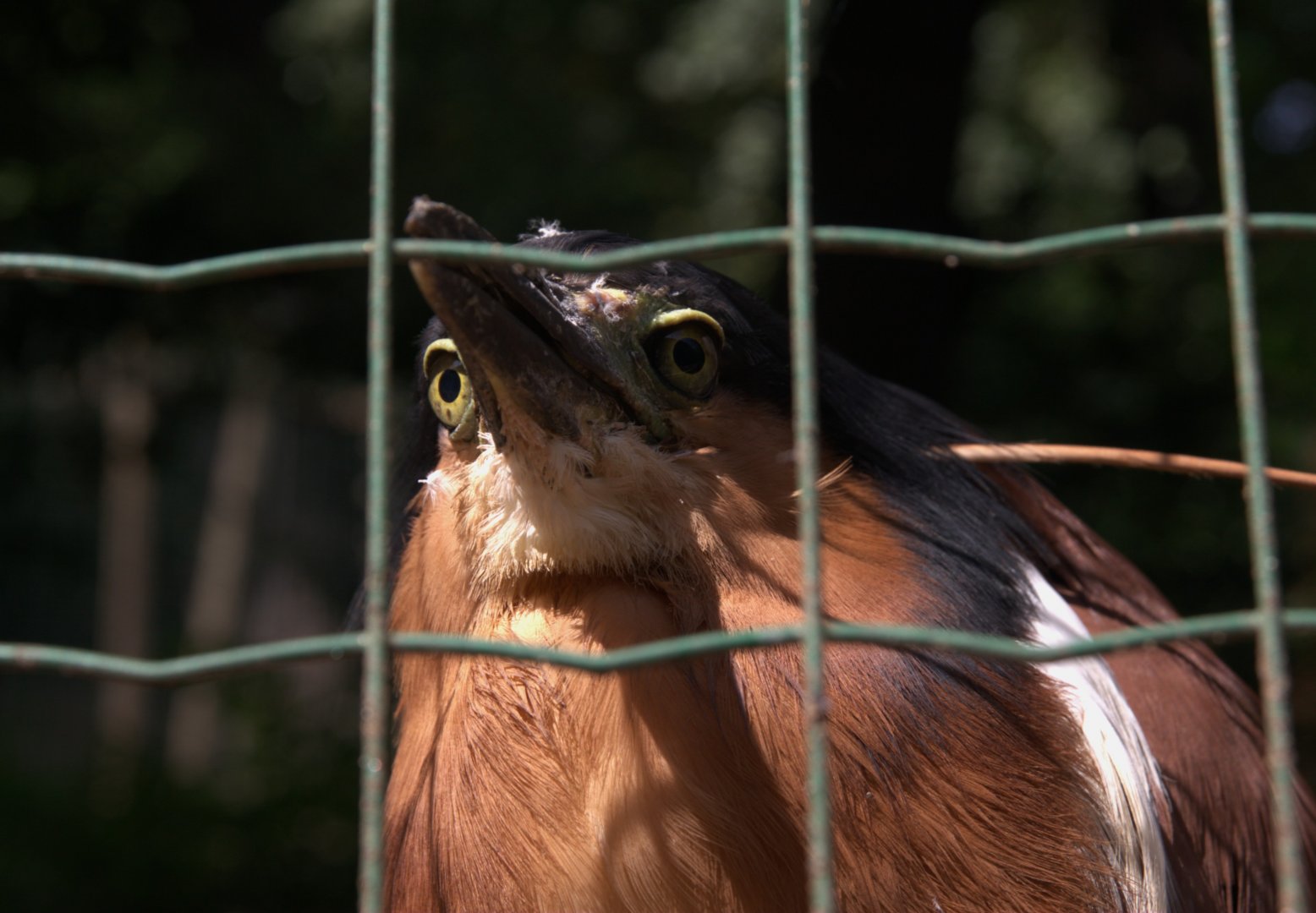 Philippine Rufous Night-heron (Nycticorax caledonicus manillensis), 13-09-25