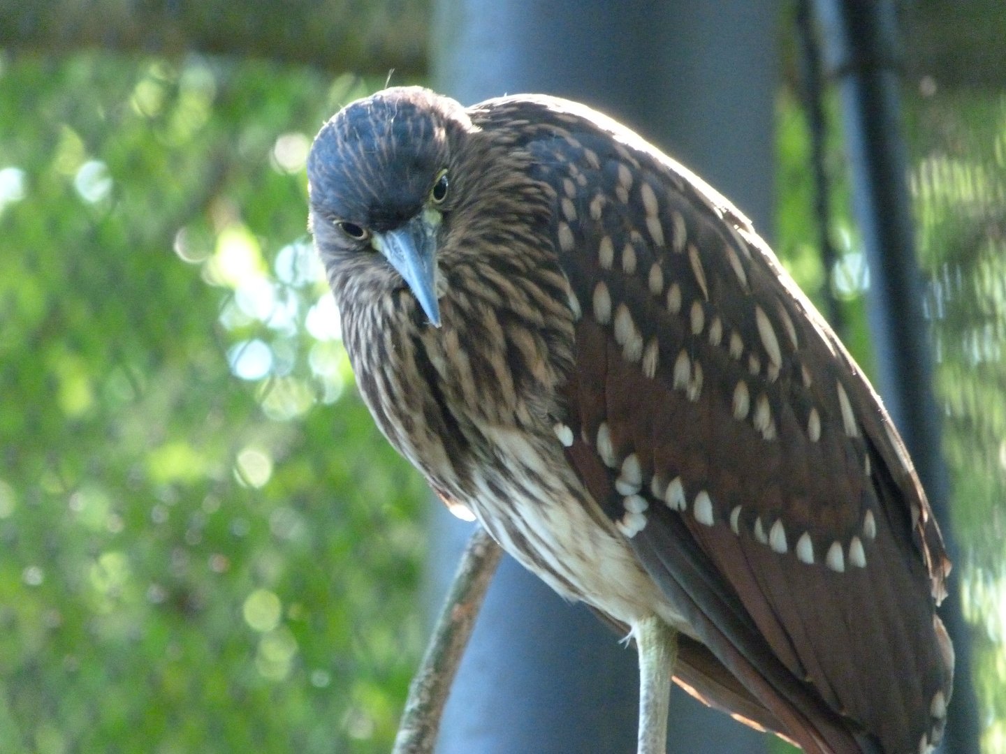 Philippine rufous night-heron -Zoo Praha (2025)