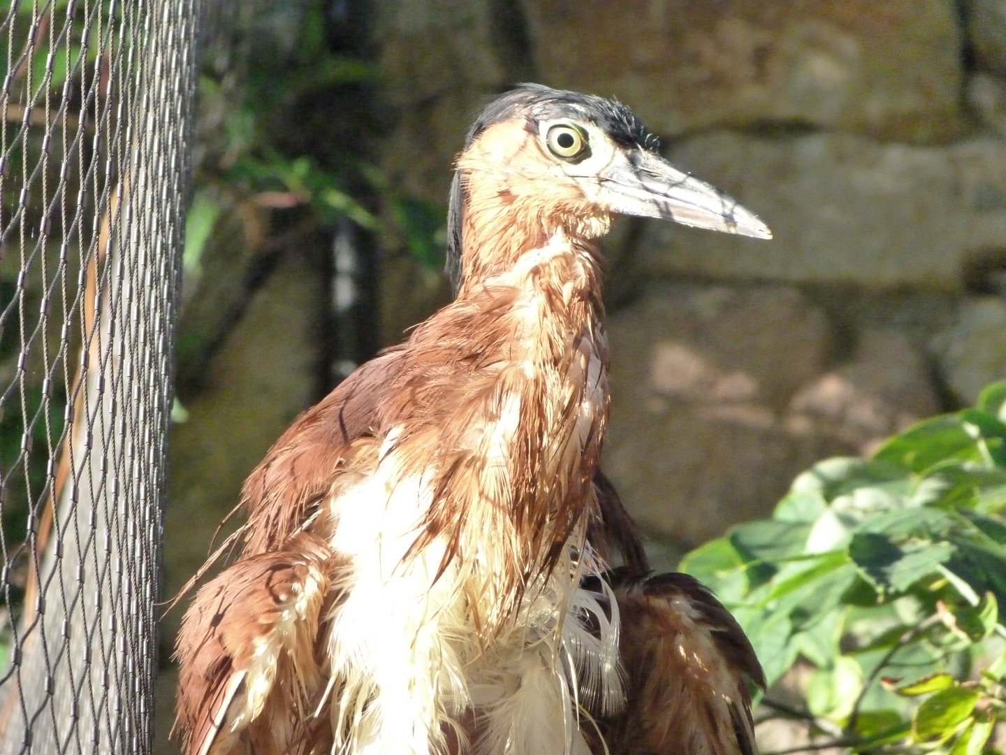 Philippine rufous night-heron -Zoo Praha (2025)