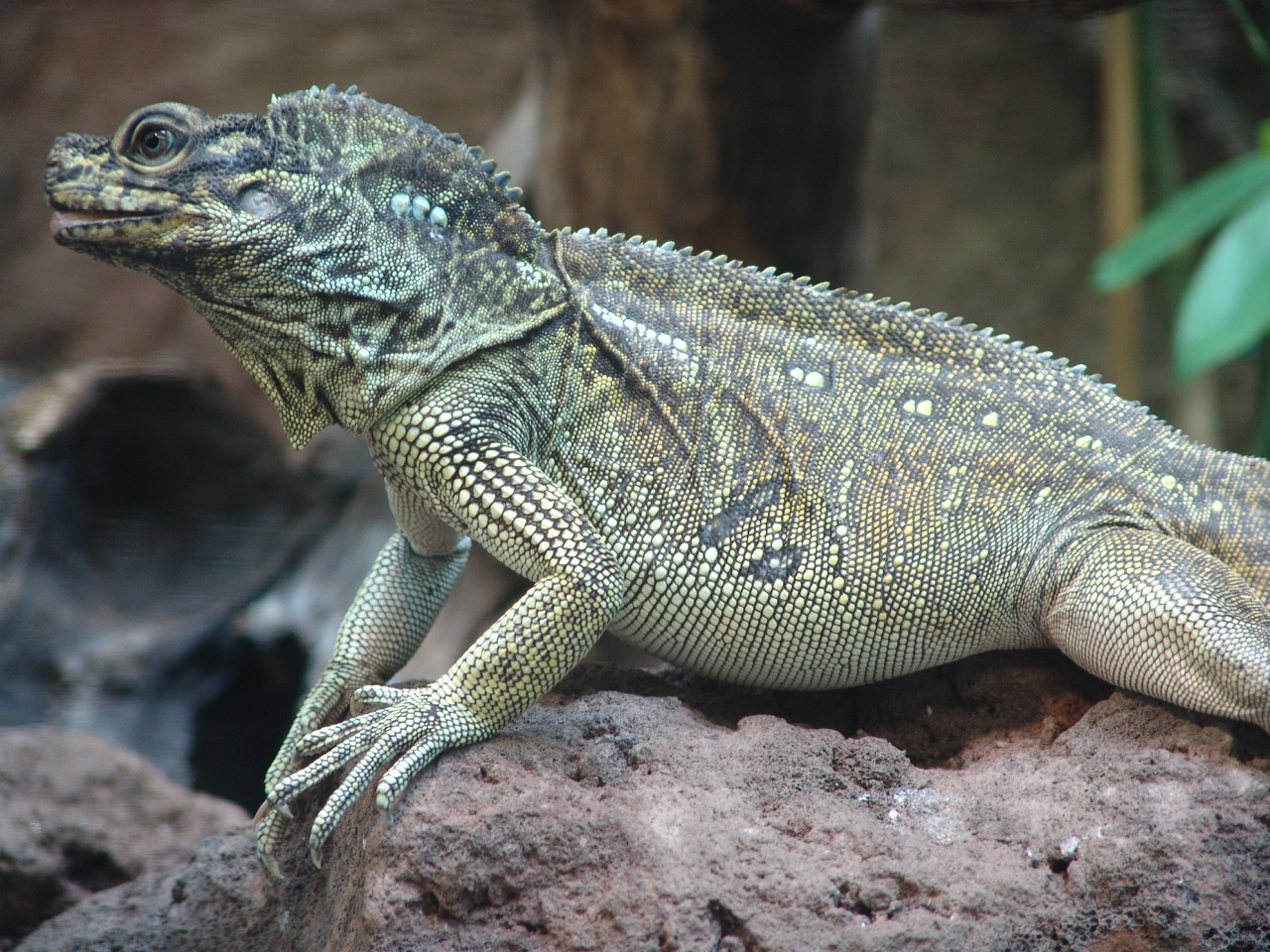 Philippine Sail-Fin Dragon (Hydrosaurus pustulatus)