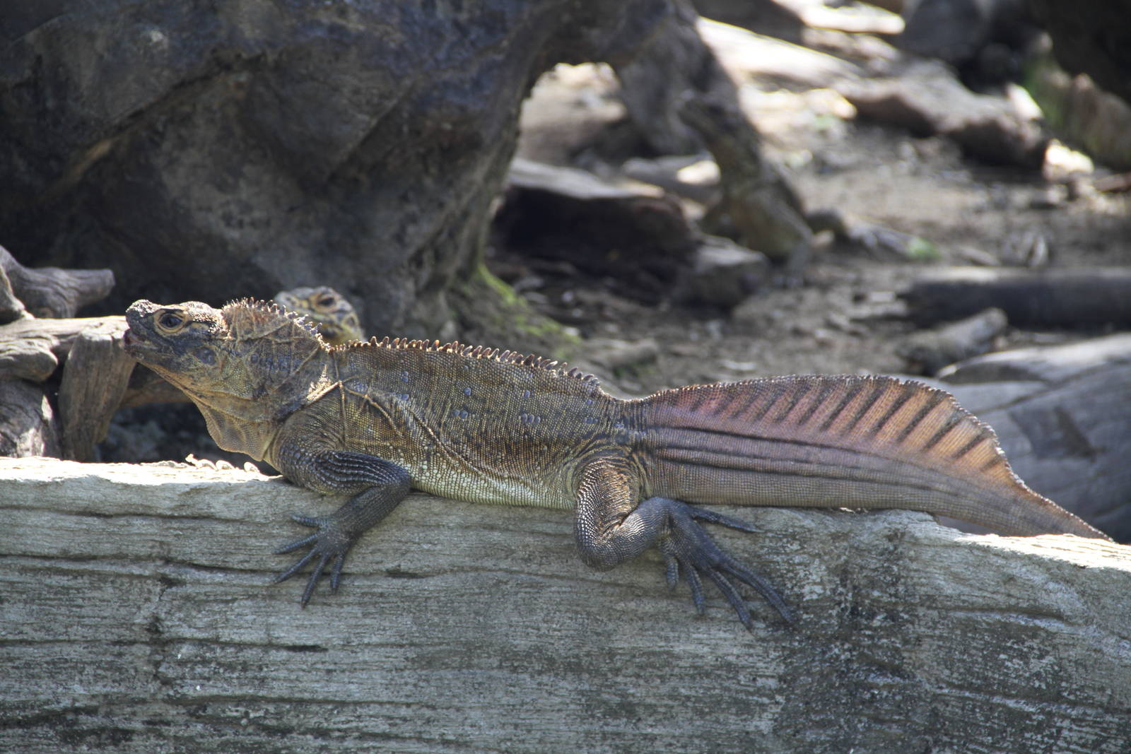 Philippine Sail-fin Lizard (Hydrosaurus pustulatus)