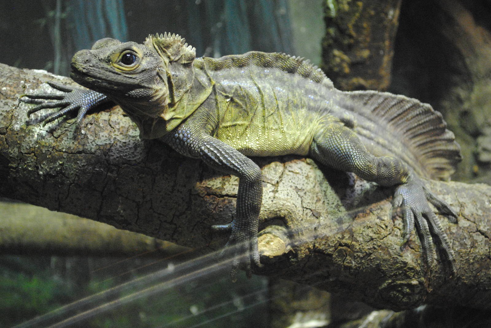 Philippine Sail-fin Lizard