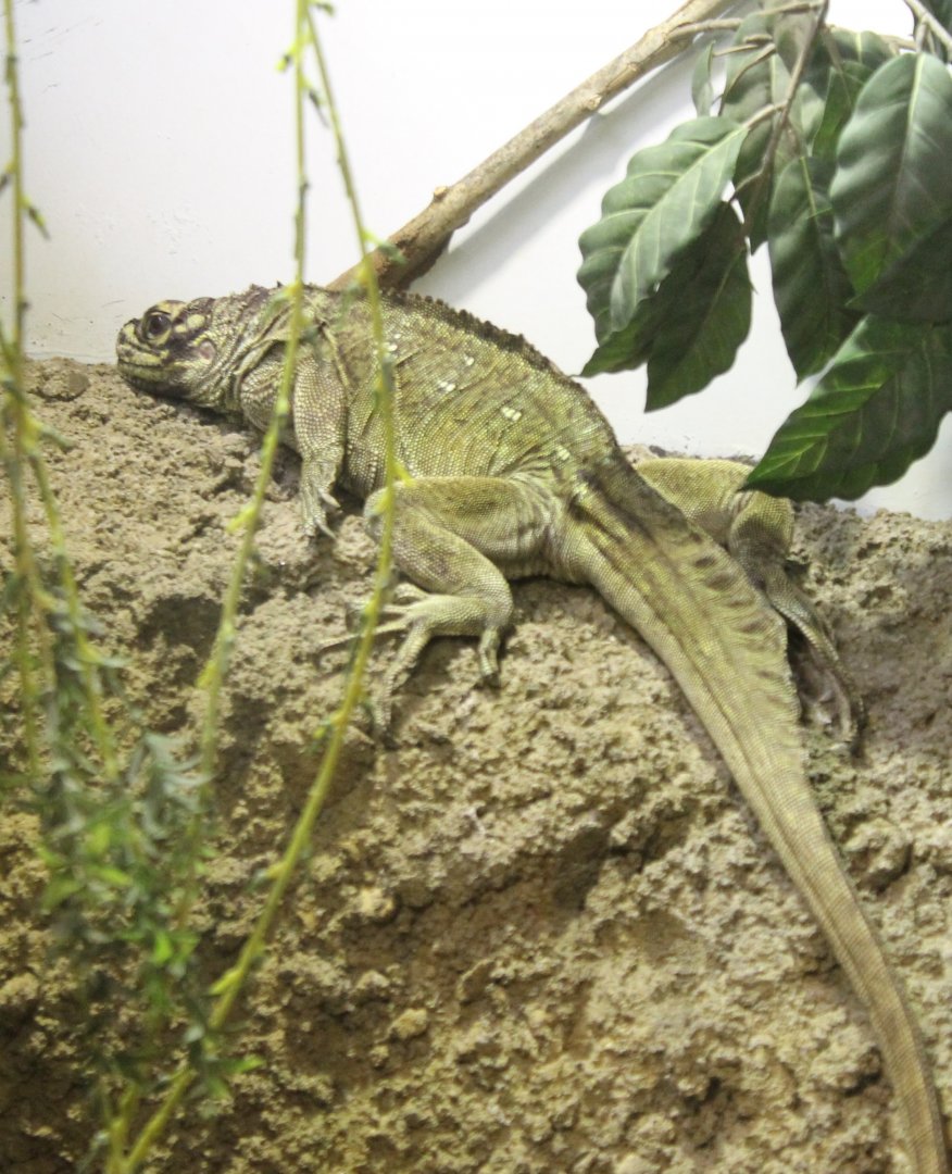 Philippine sail-fin lizard