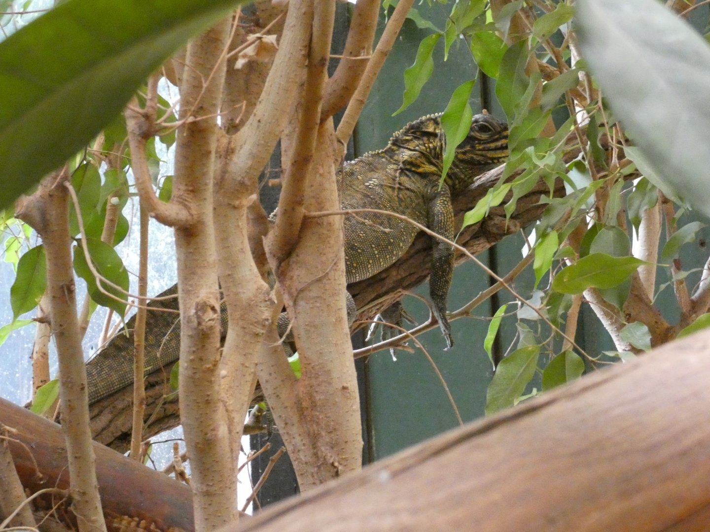 Philippine Sail-fin Lizard