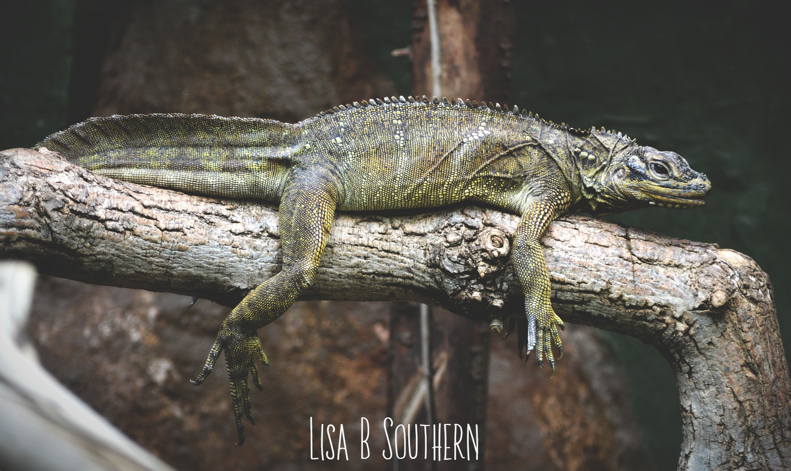 Philippine sail-fin lizard