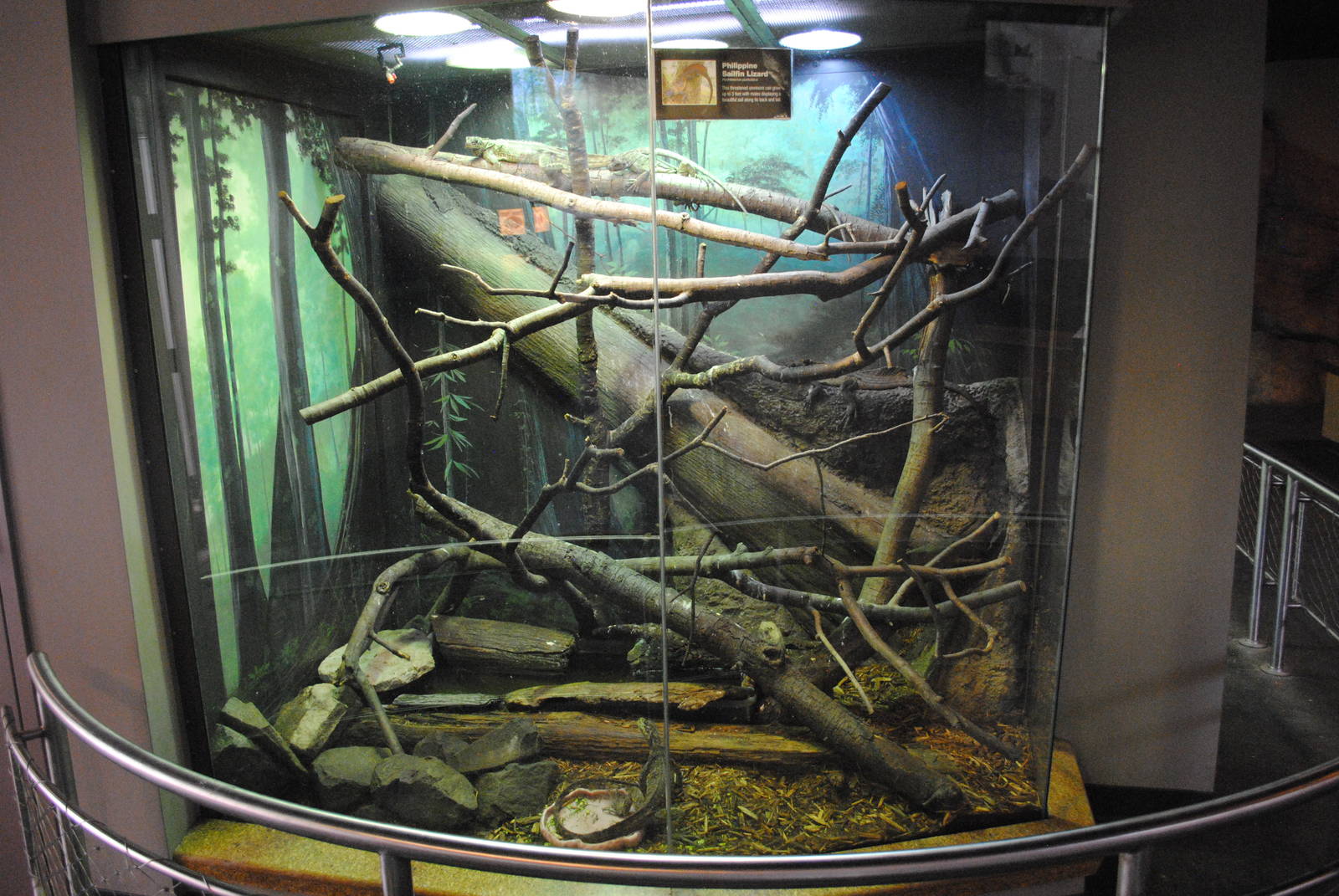 Philippine Sail-fin Lizards exhibit