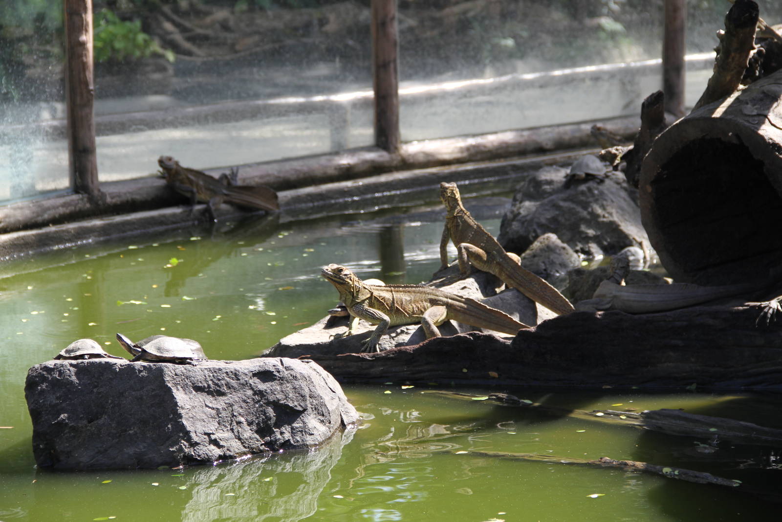Philippine Sail-fin Lizards (Hydrosaurus pustulatus)