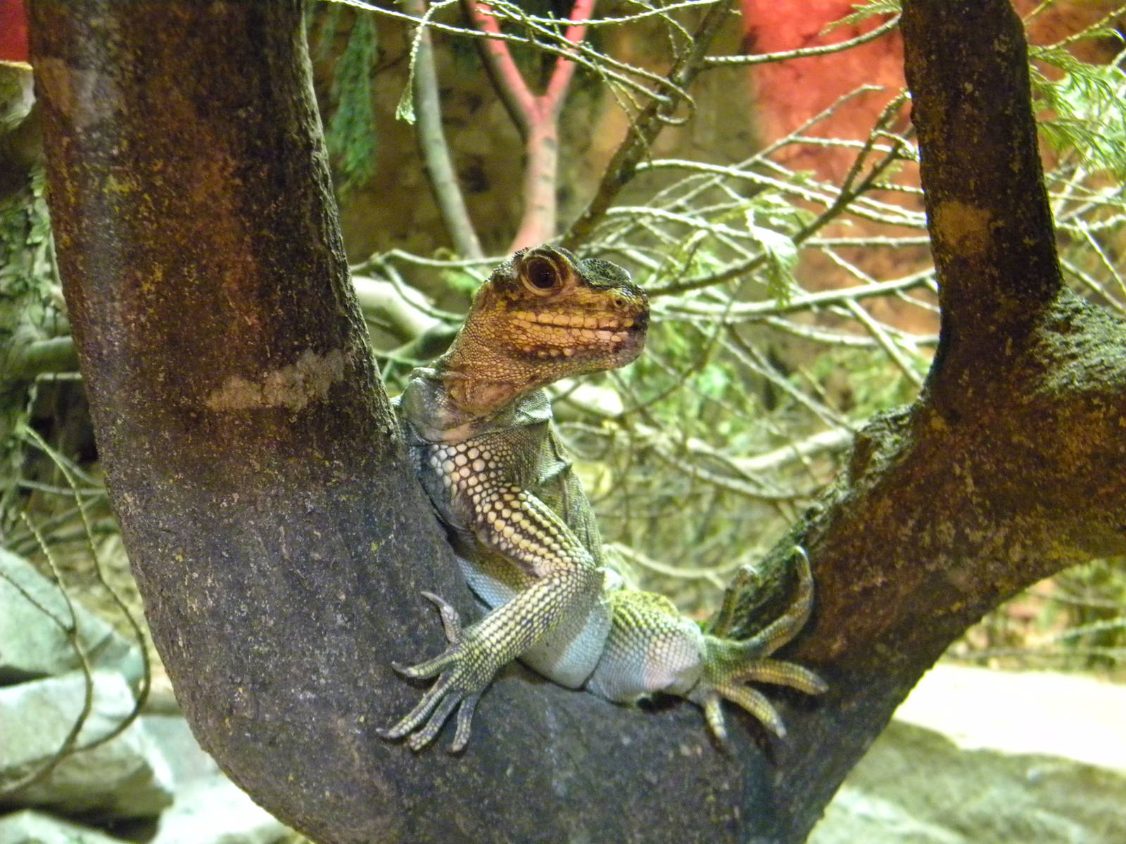 Philippine sail-finned Lizard at Blackpool Zoo 21/08/11