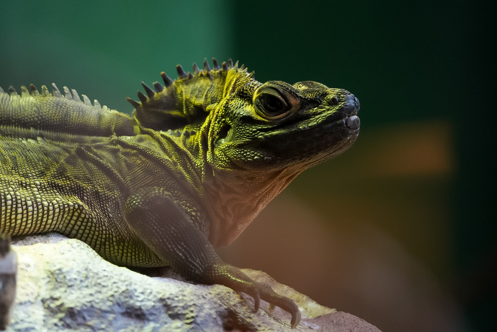 Philippine Sail-finned Lizard