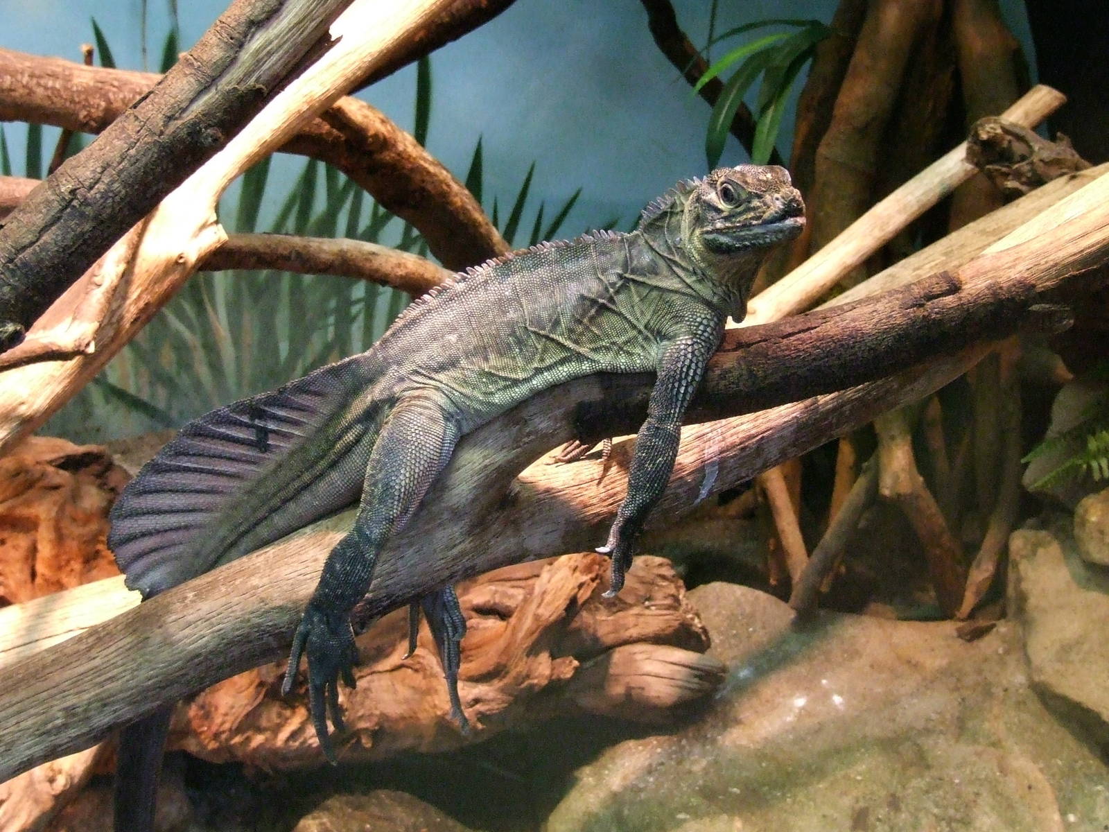 Philippine Sail-finned Lizard