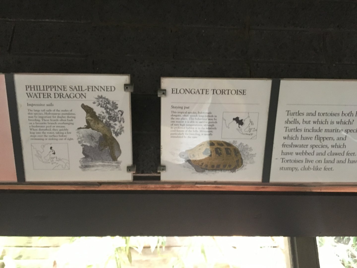 Philippine Sail-Finned Water Dragon & Elongate Tortoise