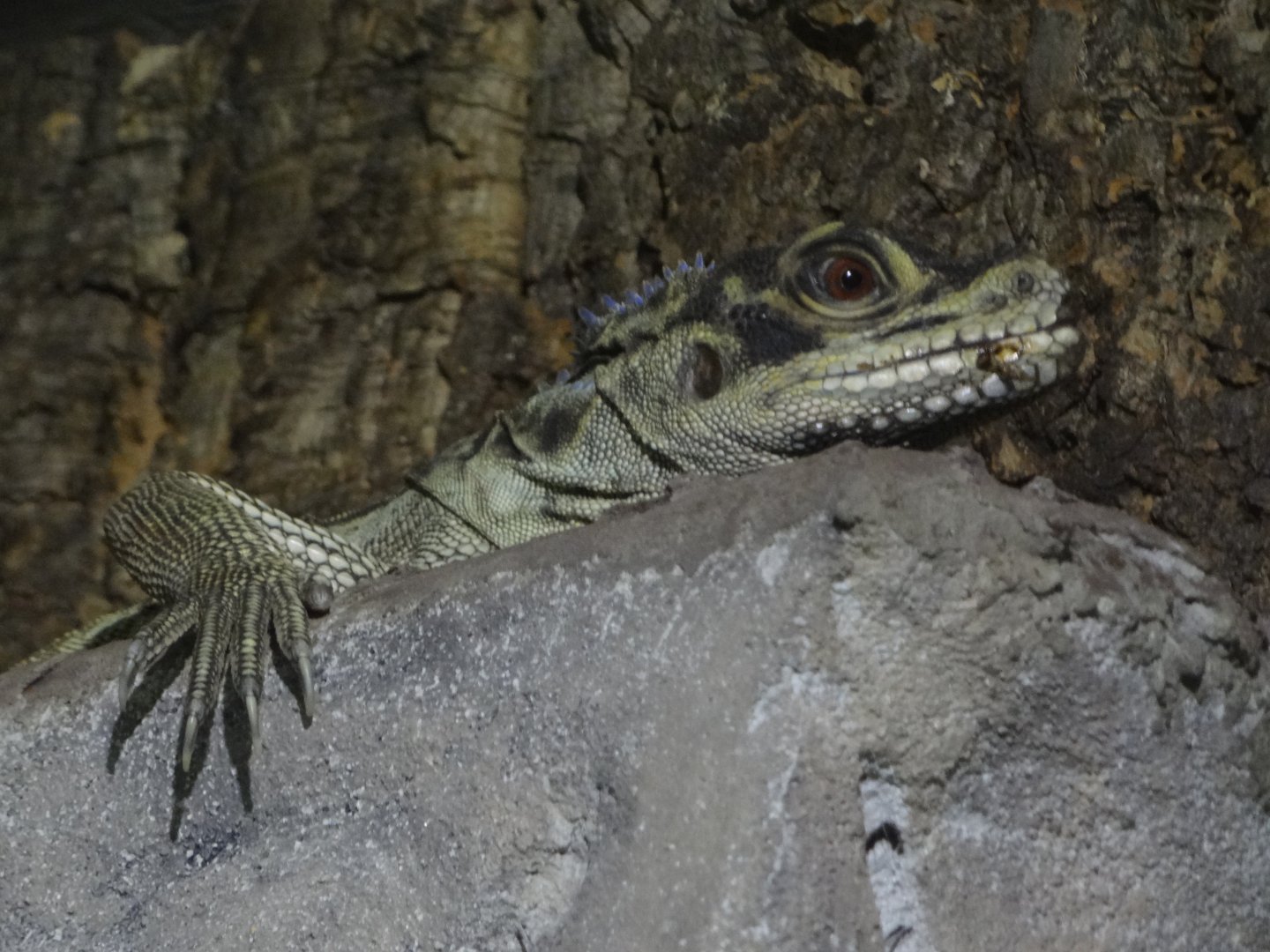 Philippine Sail-finned Water Dragon (Hydrosaurus amboinensis)